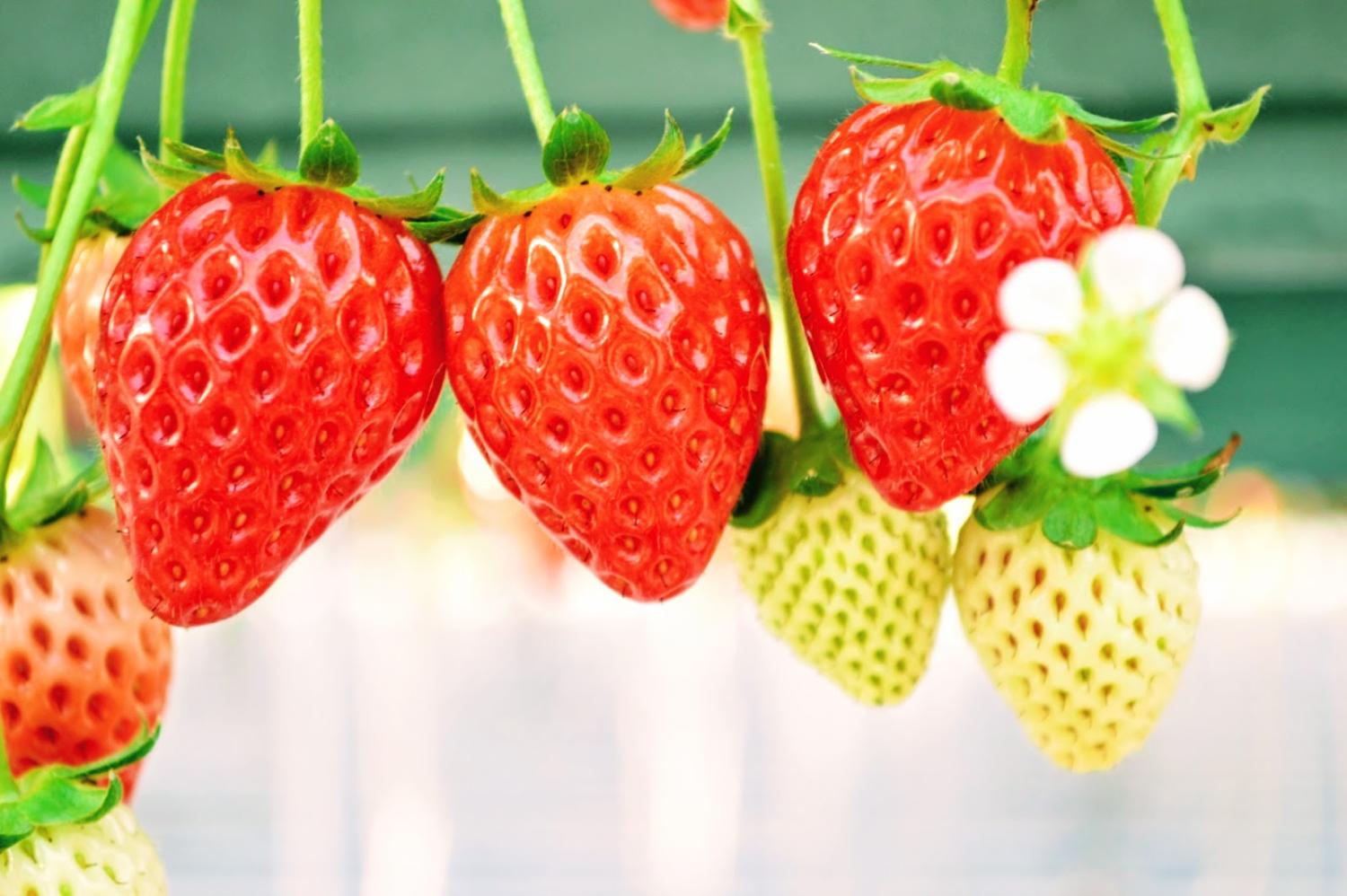 Young's Holidays 【田園草莓之味】福岡Berry Field草莓60分鐘任食體驗 3