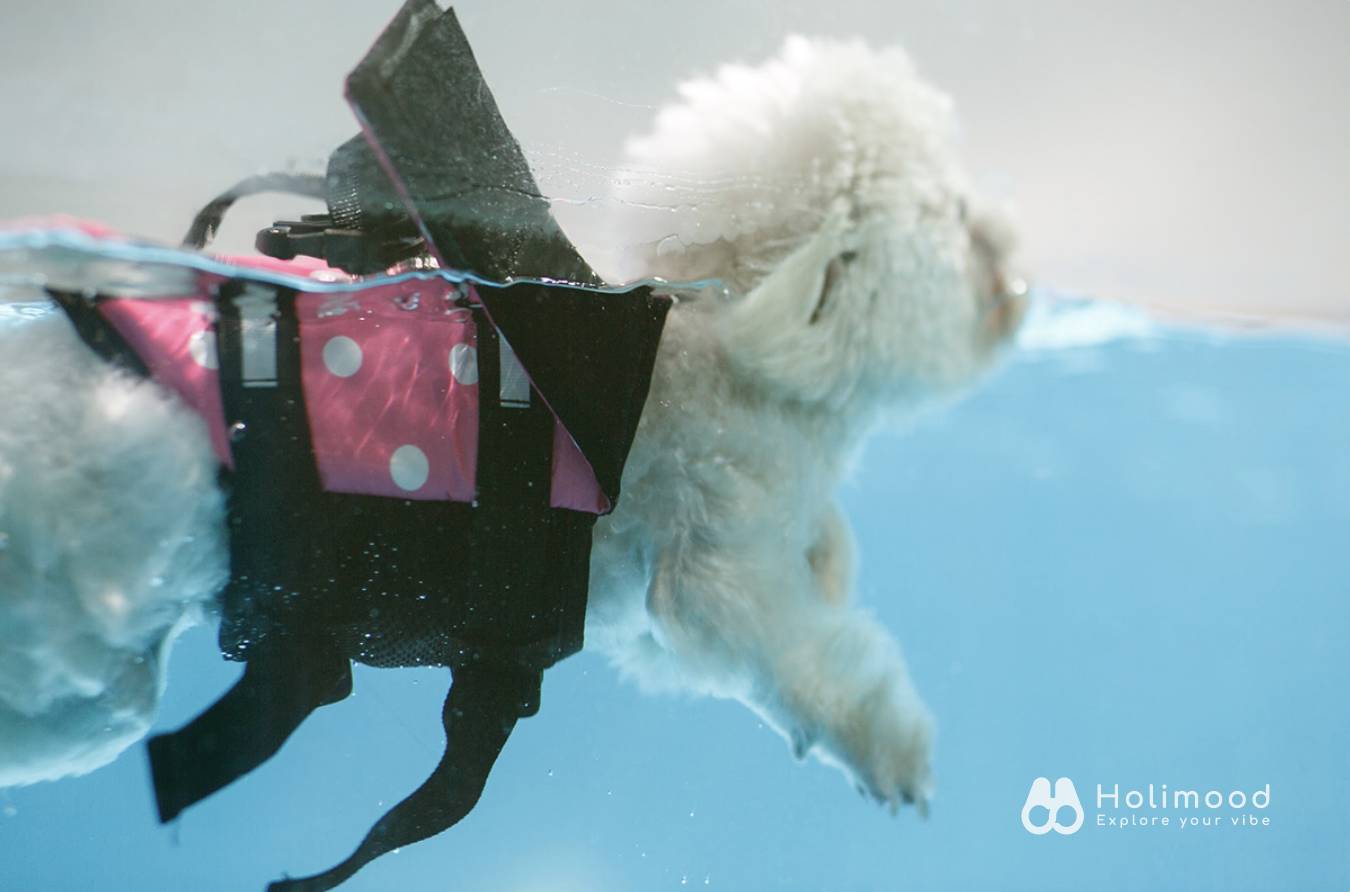 Dog Dog Come Wonderland 【狗主活動】室內恆溫游泳池 5