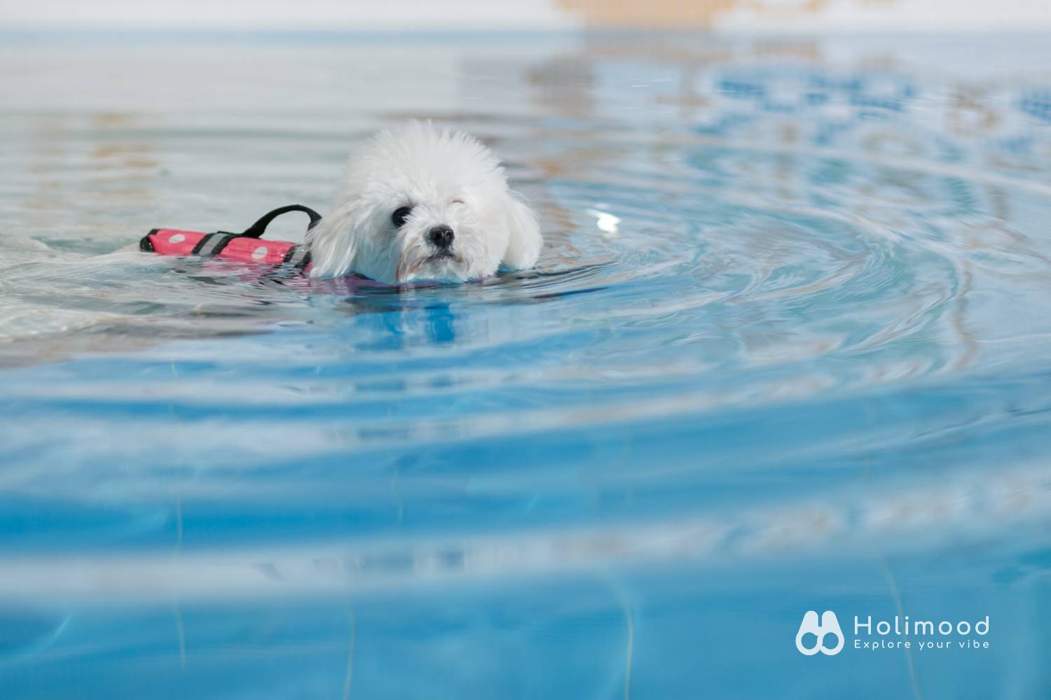 Dog Dog Come Wonderland 【狗主活動】室內恆溫游泳池 1