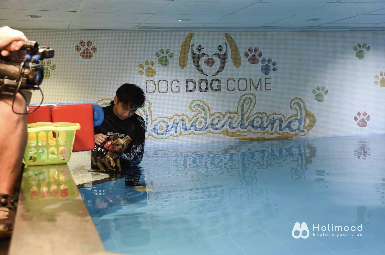 Dog Dog Come Wonderland 【狗主活動】室內恆溫游泳池 4